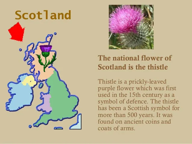Euan Thistle Sprig Kilt Pin